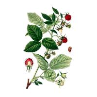 Малины (Rubus idaeus L.) листьев экстракт LE, пакет крафт с zip-lock, 100 г